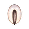 SPAT 1 LT LED WALL SCONCE